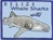 Belize Whale Shark