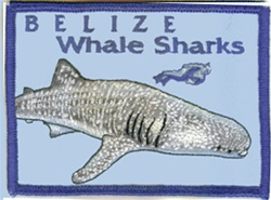 Belize Whale Shark